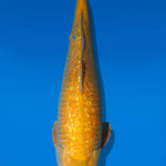 Koi Auktion Dainichi Karashigoi Nisai YellowMonkey male 51cm NN06-2352