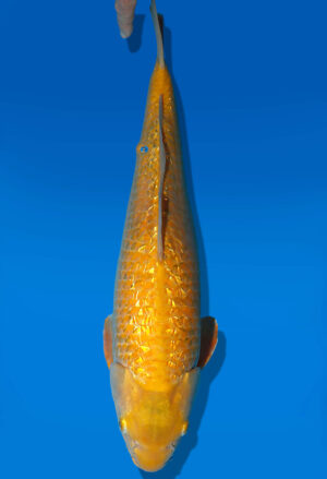 Koi Auktion Dainichi Karashigoi Nisai YellowMonkey male 51cm NN06-2352