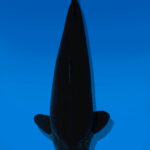 Koi Auktion Dainichi BlackDiamond Nisai BlackZeus male 58cm NN06-2556