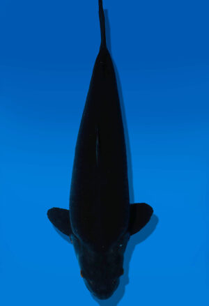 Koi Auktion Dainichi BlackDiamond Nisai BlackZeus male 58cm NN06-2338