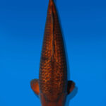 Koi Auktion Dainichi Chagoi Nisai BrownMonkey male 55cm NN06-2559