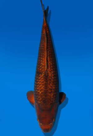 Koi Auktion Dainichi Chagoi Nisai BrownMonkey male 55cm NN06-2339