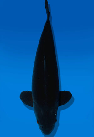 Koi Auktion Dainichi BlackDiamond Nisai BlackZeus female 59cm NN05-2340