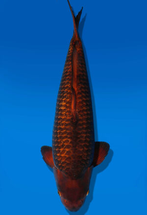 Koi Auktion Dainichi GinrinChagoi Nisai BrownMonkey male 56cm NN05-2341