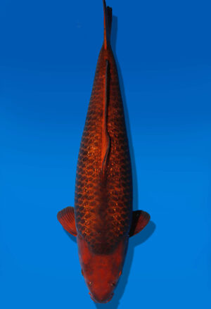 Koi Auktion Dainichi GinrinChagoi Nisai BrownMonkey female 59cm NN05-2342