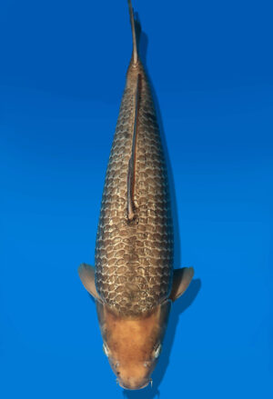 Koi Auktion Dainichi GinrinChagoi Nisai BrownMonkey female 56cm NN05-2353