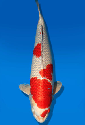 Koi Auktion Dainichi Kujaku Nisai Omo/Maru male 57cm NN05-2354