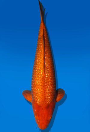Koi Auktion Dainichi GinrinChagoi Nisai BrownMonkey female 55cm NN05-2355