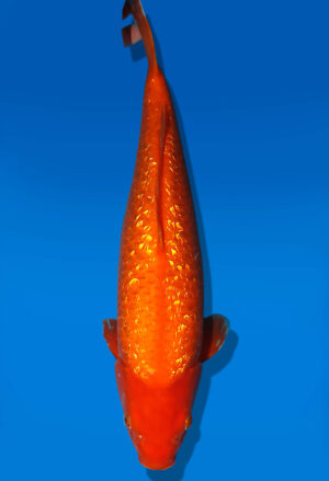 Koi Auktion Dainichi GinrinBenigoi Nisai XGinrinKohaku female 53cm NN05-2356