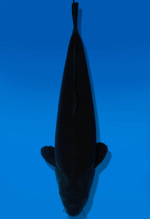 Koi Auktion Dainichi BlackDiamond Nisai BlackZeus female 59cm NN04-2343