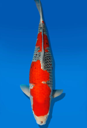 Koi Auktion Kanno Goshiki Nisai Kanno female 56cm NN04-2357