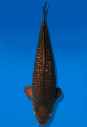Koi Auktion Dainichi Chagoi Nisai BrownMonkey female 55cm NN04-2358
