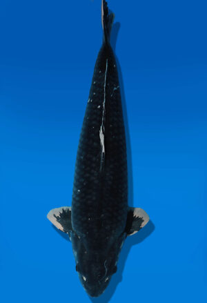 Koi Auktion Dainichi BlackDiamond Nisai BlackZeus male 60cm NN04-2344