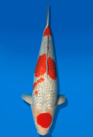 Koi Auktion Kanno Goshiki Nisai Kanno female 57cm NN04-2345