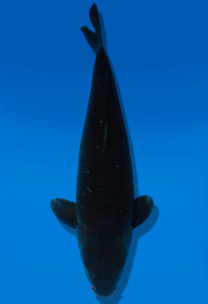 Koi Auktion Dainichi BlackDiamond Nisai BlackZeus female 58cm NN03-2363