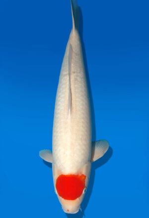 Koi Auktion Dainichi Tancho Nisai SuperRikidozan female 60cm NN04-2346