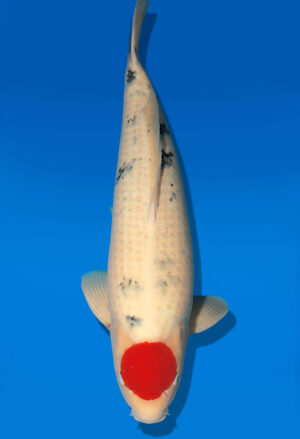 Koi Auktion Dainichi TanchoSanke Nisai Mr.Big male 57cm NN06-2347