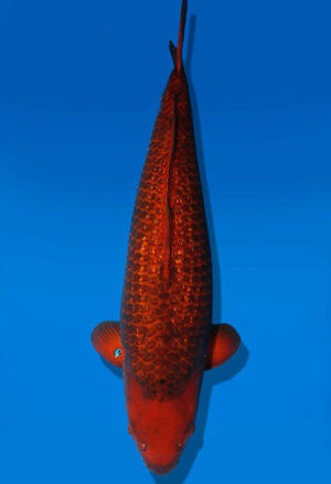Koi Auktion Dainichi Chagoi Nisai BrownMonkey female 65cm NN06-2359
