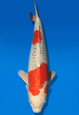 Koi Auktion Dainichi Kujaku Sansai Omo/Maru female 62cm NN05-2360