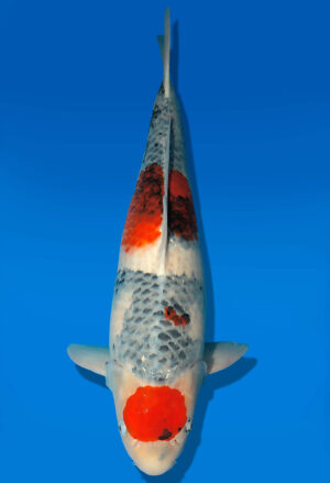 Koi Auktion Dainichi Showa Nisai MonaLisa female 62cm NN05-2361