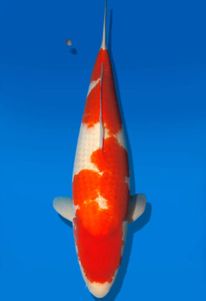 Koi Auktion Dainichi Kohaku Nisai RedTiger female 67cm NN04-2348