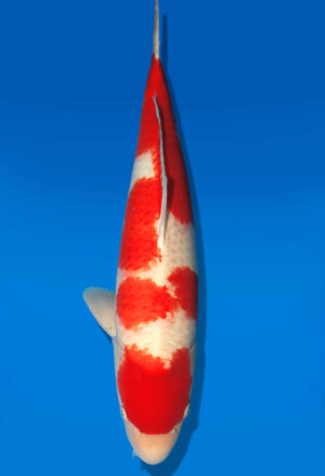 Koi Auktion Dainichi Kohaku Nisai RedTiger male 68cm NN04-2349