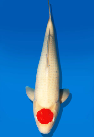 Koi Auktion Dainichi TanchoKohaku Nisai RedTiger male 63cm NN04-2362