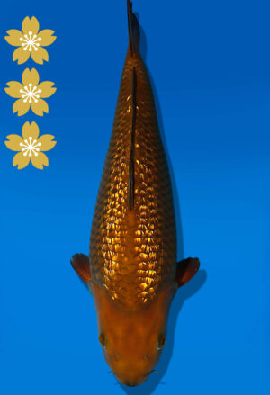 Koi Auktion Dainichi Chagoi JumboTosai BrownMonkey - 42cm T09-2381