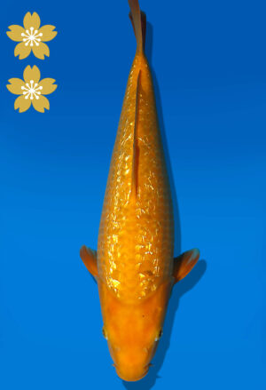 Koi Auktion Dainichi GinrinKarashigoi JumboTosai YellowMonkey - 42cm T09-2382