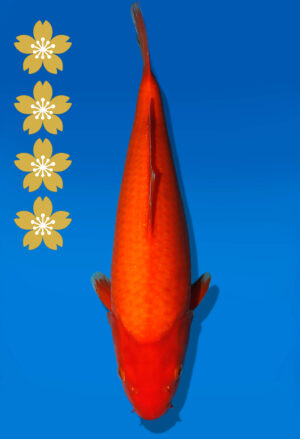 Koi Auktion Dainichi Kohaku JumboTosai RedTiger - 42cm T09-2383