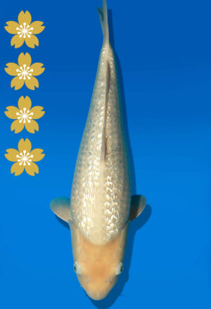 Koi Auktion Dainichi GinrinWhiteKarashi JumboTosai WhiteMonkey - 42cm T09-2384