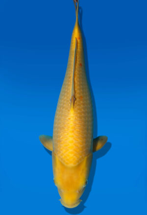 Koi Auktion Dainichi Karashigoi JumboTosai YellowMonkey - 44cm T09-2385