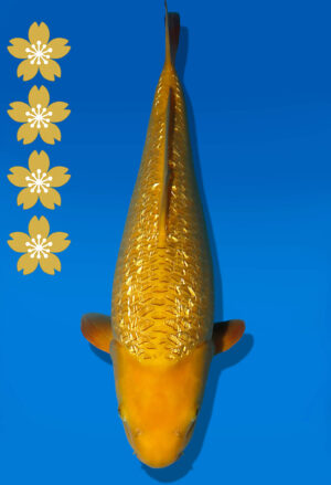 Koi Auktion Dainichi Chagoi JumboTosai BrownMonkey - 46cm T10-2386