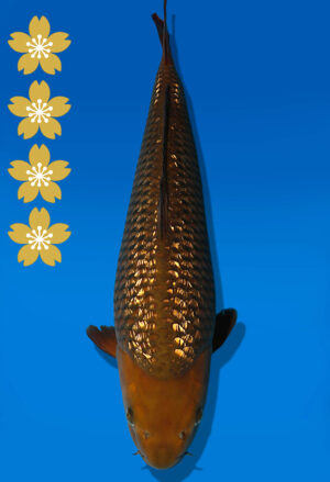 Koi Auktion Dainichi GinrinChagoi JumboTosai BrownMonkey - 50cm T10-2387