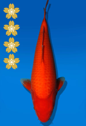 Koi Auktion Dainichi Benigoi JumboTosai RedTiger - 45cm T10-2388