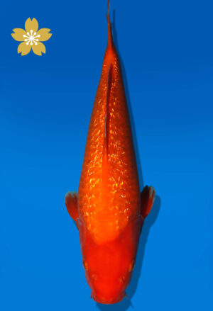 Koi Auktion Dainichi GinrinBenigoi JumboTosai XGinrinKohaku - 40cm T10-2390