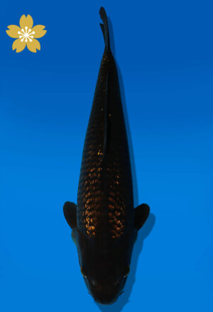 Koi Auktion Dainichi BlackDiamond JumboTosai BlackZeus - 38cm T10-2389