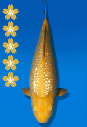 Koi Auktion Dainichi GinrinKarashigoi JumboTosai YellowMonkey - 43cm T10-2391