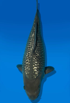Koi Auktion Dainichi GinrinSoragoi JumboTosai SoraXGinrinSora - 42cm T10-2392