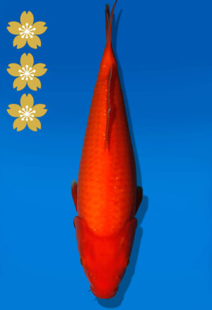 Koi Auktion Dainichi Benigoi JumboTosai RedTiger - 36cm KT01-2407