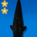 Koi Auktion Dainichi BlackDiamond JumboTosai BlackZeus - 34cm KT01-2573