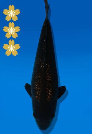 Koi Auktion Dainichi BlackDiamond JumboTosai BlackZeus - 34cm KT01-2393
