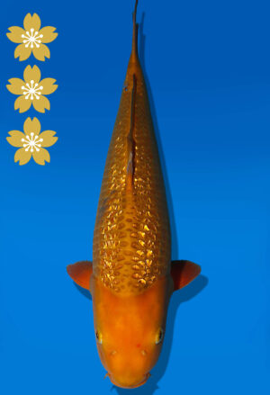 Koi Auktion Dainichi GinrinChagoi JumboTosai BrownMonkey - 49cm KT01-2408