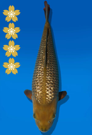Koi Auktion Dainichi GinrinChagoi JumboTosai BrownMonkey - 46cm KT01-2394