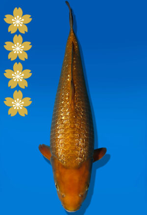 Koi Auktion Dainichi GinrinChagoi JumboTosai BrownMonkey - 43cm KT02-2395