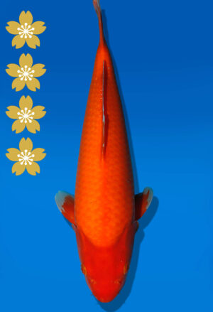 Koi Auktion Dainichi Benigoi JumboTosai RedTiger - 40cm KT02-2396