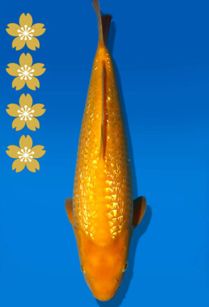 Koi Auktion Dainichi GinrinKarashigoi JumboTosai YellowMonkey - 42cm KT02-2397