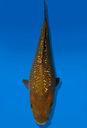 Koi Auktion Dainichi GinrinChagoi JumboTosai BrownMonkey - 33cm T02-2398