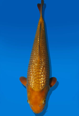 Koi Auktion Dainichi GinrinChagoi JumboTosai BrownMonkey - 42cm KT03-2409
