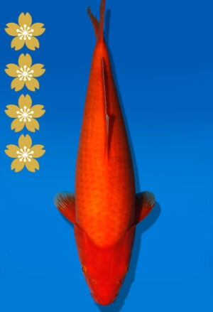 Koi Auktion Dainichi Benigoi JumboTosai RedTiger - 43cm KT03-2399